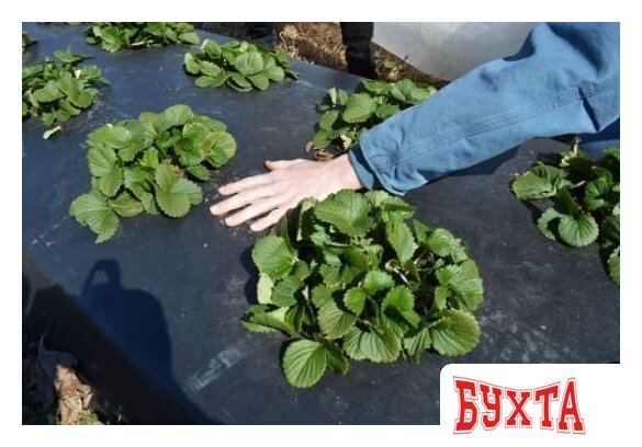 Укрывной материал Техсоюз Полюс Пленка сельскохозяйственная 4